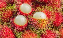 Görenler Deniz Kestanesi Sanıyor Ama O Bir Vitamin Deposu!