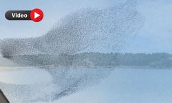 Sığırcık kuşlarının gökyüzü dansı Uşaklıları mest etti