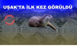 “Uşak’ta Su Samuru Görüldü” İddiası