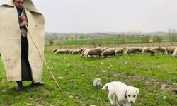 Uşak’ta  “Sürü Yönetimi Elemanı Kursu” Düzenleniyor