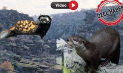 Uşak’ta su samuru ve alaca sansar görüntülendi