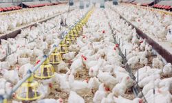 Sivaslı’daki 60 Bin Kapasiteli Tavuk Çiftliğine Resmi Onay