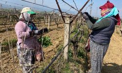 Komşu İlçenin Bağları Yeniden Canlandı