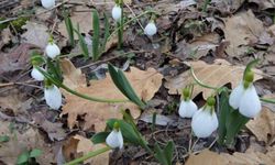 Bu Çiçeği Koparmanın Cezası 699 Bin 245 Lira