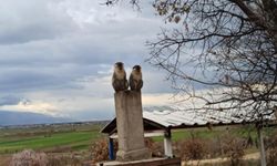 Komşu İlçede Maymun Bulundu