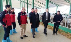 Uşak’ta Ari İşletme Sayısı Yükselişte