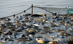 Uşak’ta Tatlı Su Balıklarına Av Yasağı Başladı