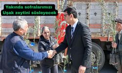 Uşak’ta dağa taşa zeytin fidesi dikiliyor