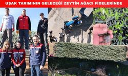 Uşak tarımı 62 bin zeytin fidanıyla kalkınacak
