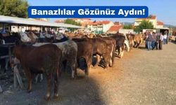 Uşak’ın Banaz İlçesinde Hayvan Pazarı Bugün Açılıyor