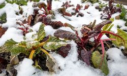 Uşak'ta Don Nöbeti Başlıyor