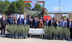 Uşak Dev Bir Zeytinlik Alanı Oluyor