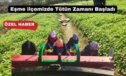 Uşak’ın Eşme İlçesinde Tütün Üretimi Başladı