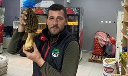 250 Gramlık Dev Kuzugöbeği Bulundu