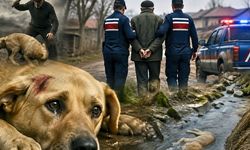 Uşak’ta Yetkililer İşkence ile Öldürülen Köpeğe Duyarsız Kalmadı