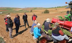 Uşak Kekik Üretiminde Türkiye’de 2. Sırada Yer Alıyor