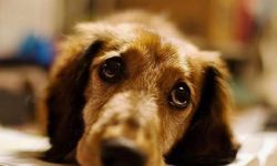 Uşak Valiliği Köpeğe İşkence Olayı Hakkında İşlem Başlattı