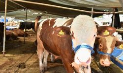 Uşak’ta 2026 Yılı Kurban Pazaryerleri Belirlendi