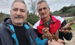 Salihli'de Kuzu Göbeği Toplanıyor