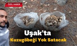Uşak’ta Kuzugöbeği Yok Satacak