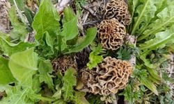 Uşak'ta Aramayla Hisarcık'ta Arabayla Kuzugöbeği Bolluğu