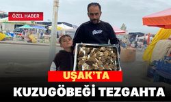 Uşak’ta Kuzugöbeği Tezgahta