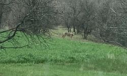 Uşak'ta Koruluk Alanlarda Kurt Alarmı