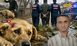 Hayvana işkence Yapan Şahıs Gözaltına Alındı