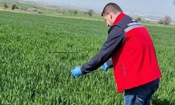 Uşak’ta Süneye Karşı Savaş Başladı