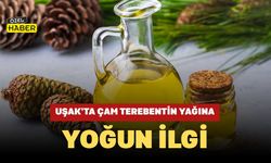 Uşak’ta Çam Terebentin Yağına Yoğun İlgi