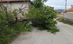 Uşak’ta Şiddetli Fırtına Badem Ağacını Yola Devirdi