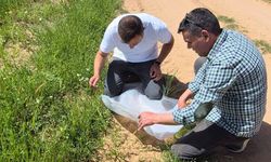 Hububat Hortumlu Böceği Uşak Çiftçisinin Belalısı Oldu
