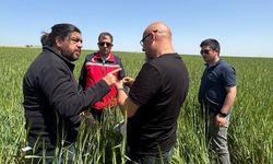 Ulubey’de Tarlalarda Kritik Alarm