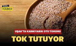 Uşak’ta Karnıyarık Otu Tohumu Tok Tutuyor, Sindirimi Destekliyor