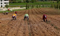 Uşak’ta Mis Kokulu Dönüşüm: Bölme’ye Lavanta Dokunuşu