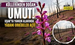Yanmış Toprakta Hayat: “Uşak’ta Orkideler Umut Oldu”