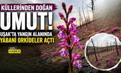 Yanmış Toprakta Hayat: “Uşak’ta Orkideler Umut Oldu”