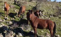 Bağbaşı’ndaki GES Projesi Yılkı Atlarını Tehdit Ediyor