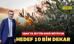 Uşak’ta Zeytin Atağı Büyüyor: Hedef 10 Bin Dekar