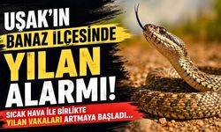 Uşak’ın Banaz ilçesinde Yılan Alarmı