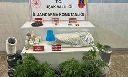 Uşak’ta evinde kenevir yetiştiren şahıs yakalandı