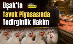 Uşak’ta Tavuk Piyasasında Tedirginlik Hakim