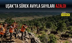 Uşak’ta Sürek Avıyla Sayıları Azaldı