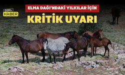Elma Dağı’ndaki Yılkılar İçin Kritik Uyarı