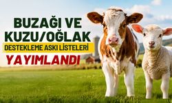 Buzağı ve Kuzu/Oğlak Desteklemesinde Askı Dönemi Başladı
