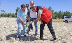 Ulubey’de Zeytin Heyecanı! 87 Fidan İçin Kritik İnceleme