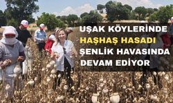 Uşak Köylerinde Haşhaş Hasadı Başladı