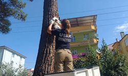 Uşak'ta Ağaçta Mahsur Kalan Kediyi Kadın İtfaiyeci Kurtardı
