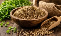 Tere Tohumunun Faydaları Neler? Uşaklı Baharatçı Tek Tek Anlattı