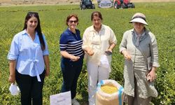 Uşak Çiftçisine Müjde Yeni Nohut Tohumu Topraktan Güçlü Çıktı